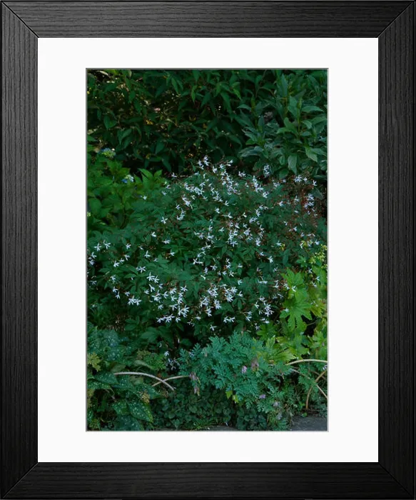 Framed Print : Gillenia trifoliata, Bowmans Root Framed Print : Gillenia trifoliata, Bowmans Root