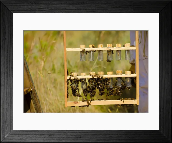 Framed Print : Bees clustering around a newborn bee queen Framed Print : Bees clustering around a newborn bee queen