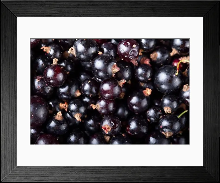 Framed Print : ripe black currants are scattered as a background. glossy berry abstract background. clearly visible texture of berries Framed Print : ripe black currants are scattered as a background. glossy berry abstract background. clearly visible texture of berries