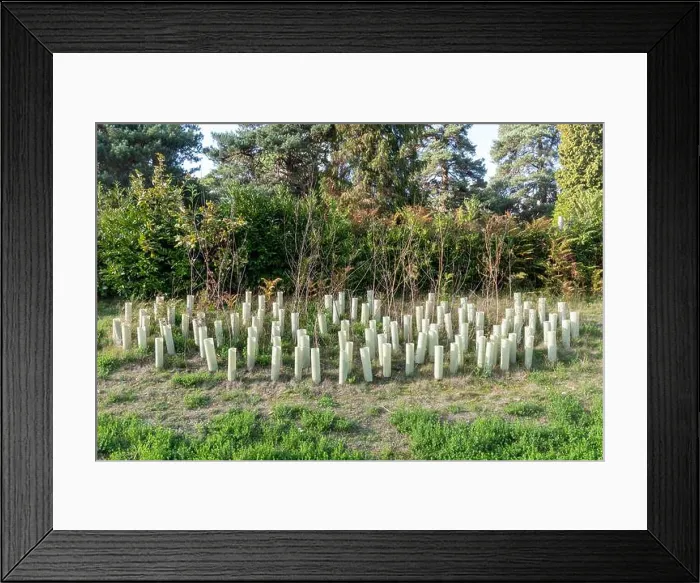 Framed Print : Young trees planted in plastic sleeves on a new housing development called Mindenhurst in Deepcut, Surrey, England, UK Framed Print : Young trees planted in plastic sleeves on a new housing development called Mindenhurst in Deepcut, Surrey, England, UK