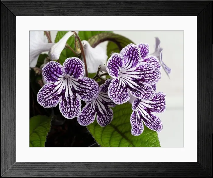 Framed Print : Netted purple and white markings on the summer flowers of the evergreen houseplant, Streptocarpus Polka Dot Purple