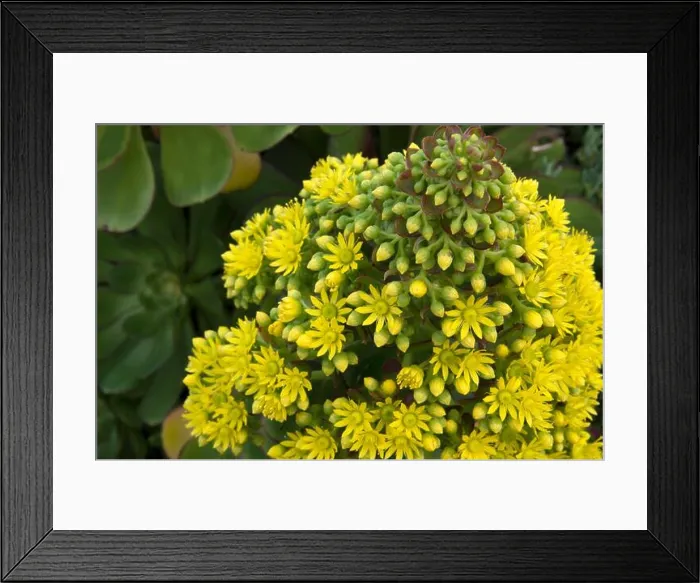 Framed Print : The flowers on this Aeonium Arboreum succulent in San Francisco, CA, are only partially bloomed Framed Print : The flowers on this Aeonium Arboreum succulent in San Francisco, CA, are only partially bloomed