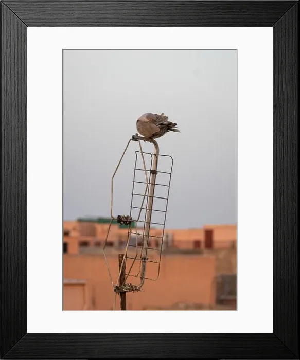 Framed Print : Vertical shot of a collared dove perched on wires in Marrakech Framed Print : Vertical shot of a collared dove perched on wires in Marrakech