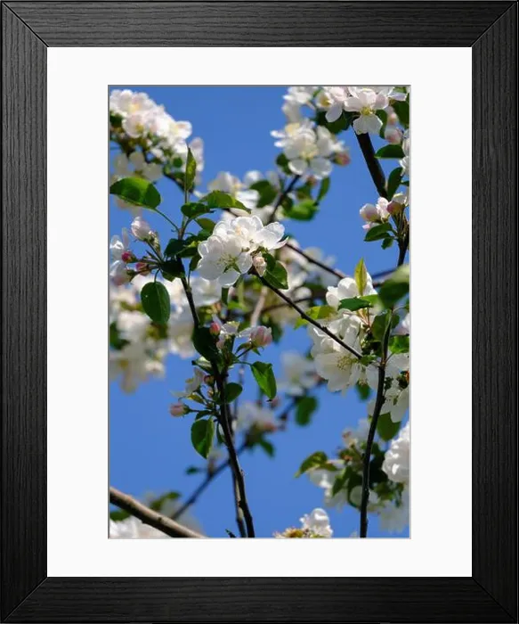 Framed Print : White apple blossoms on a tree branch in spring against a clear blue sky Framed Print : White apple blossoms on a tree branch in spring against a clear blue sky