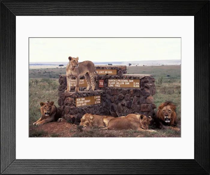 Framed Print : Family pride of African Lions resting on top of a sign post in Nairobi National Park Kenya Framed Print : Family pride of African Lions resting on top of a sign post in Nairobi National Park Kenya
