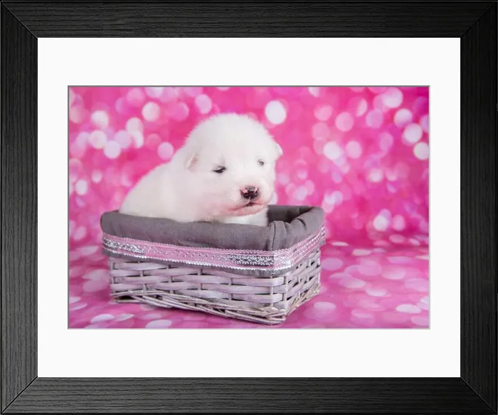 Framed Print : White fluffy small Samoyed puppy dog in a basket Framed Print : White fluffy small Samoyed puppy dog in a basket