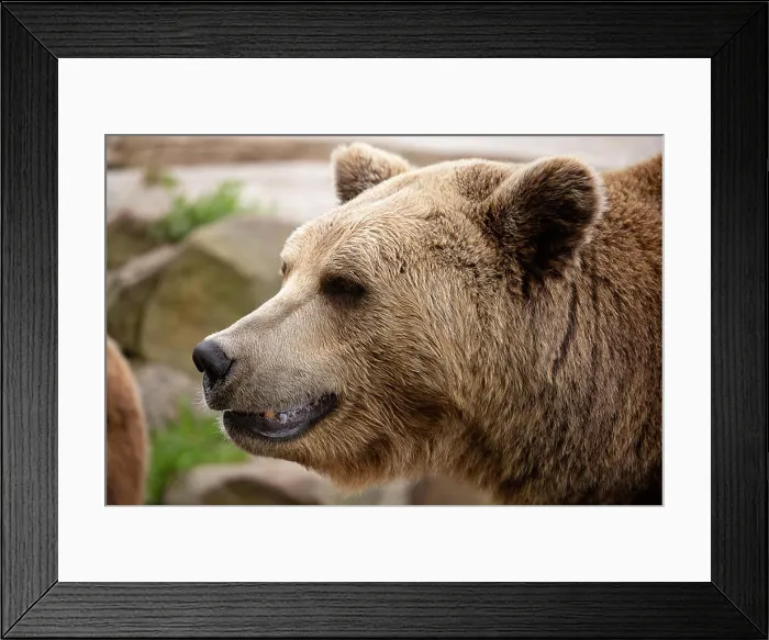 Framed Print : big brown bear head closeup portrait side view, smile Framed Print : big brown bear head closeup portrait side view, smile