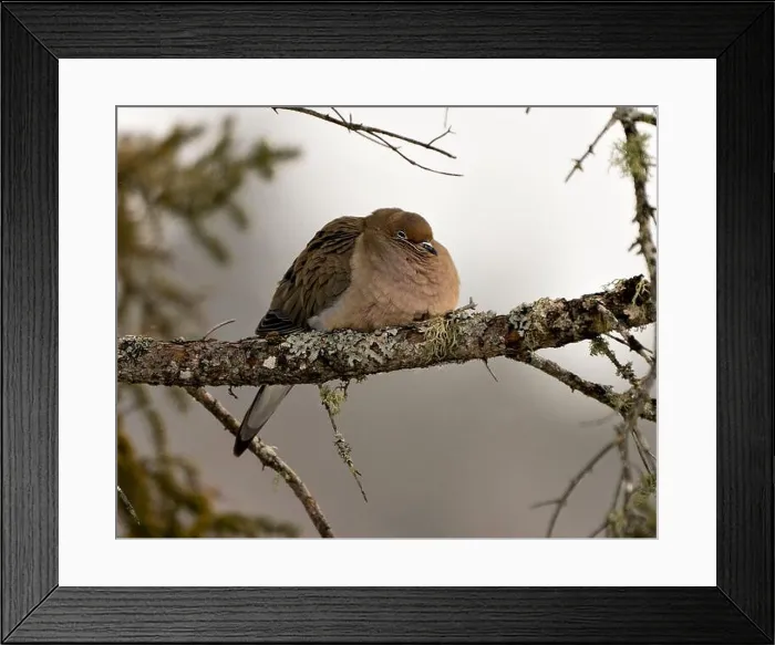 Framed Print : Mourning Dove close-up profile view perched with puffy feather plumage and a blur background in its environment Framed Print : Mourning Dove close-up profile view perched with puffy feather plumage and a blur background in its environment