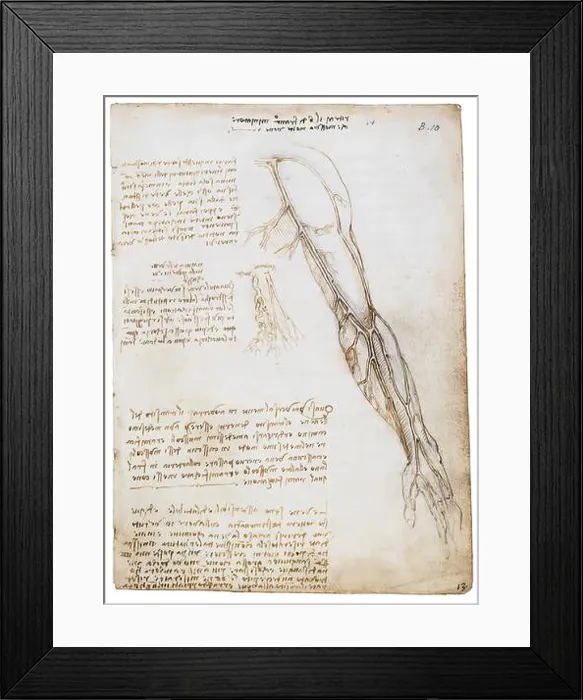 Framed Print : Leonardo Da Vinci, The Veins of the Arm (with deatail) Framed Print : Leonardo Da Vinci, The Veins of the Arm (with deatail)