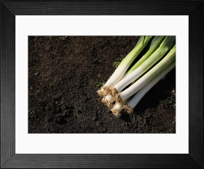 Framed Print : Fresh raw leeks on ground outdoors, above view. Space for text Framed Print : Fresh raw leeks on ground outdoors, above view. Space for text