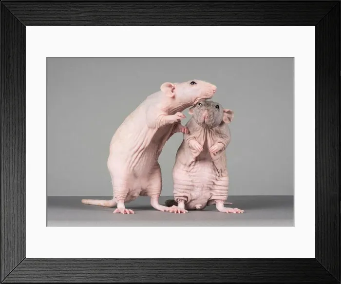 Framed Print : Hairless Pet Rats, UK