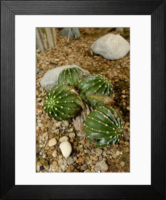Framed Print : Echinopsis spp in bud Framed Print : Echinopsis spp in bud