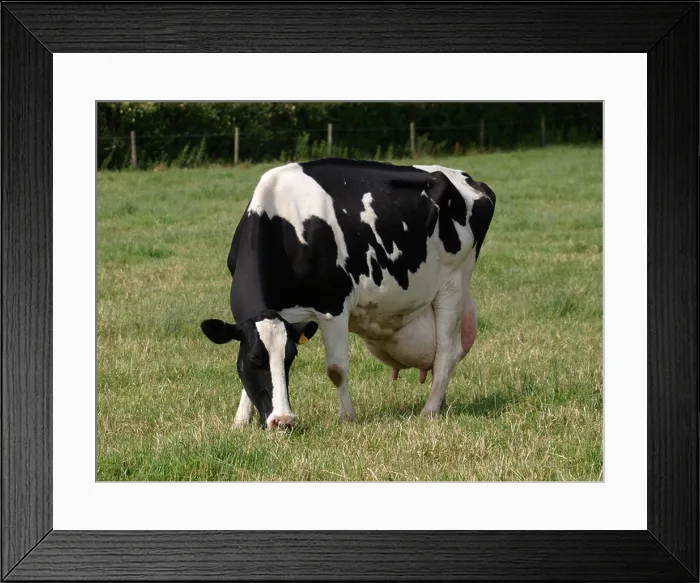 Framed Print : Cow with heavy udders ready for milking, UK Framed Print : Cow with heavy udders ready for milking, UK