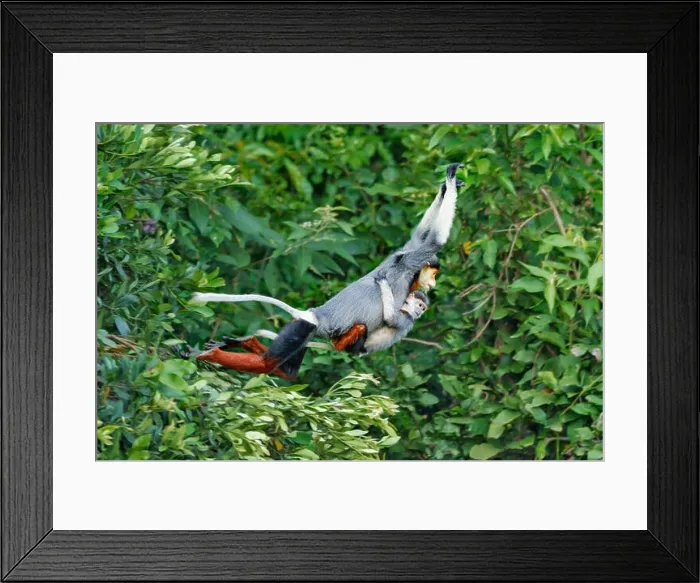 Framed Print : Mother and baby Red-shanked douc leaping through the canopy at Son Tra nature reserve in Vietnam