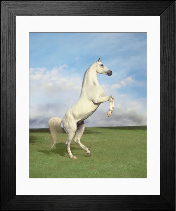 Framed Print : Arabian stallion rearing up against clouded sky Framed Print : Arabian stallion rearing up against clouded sky