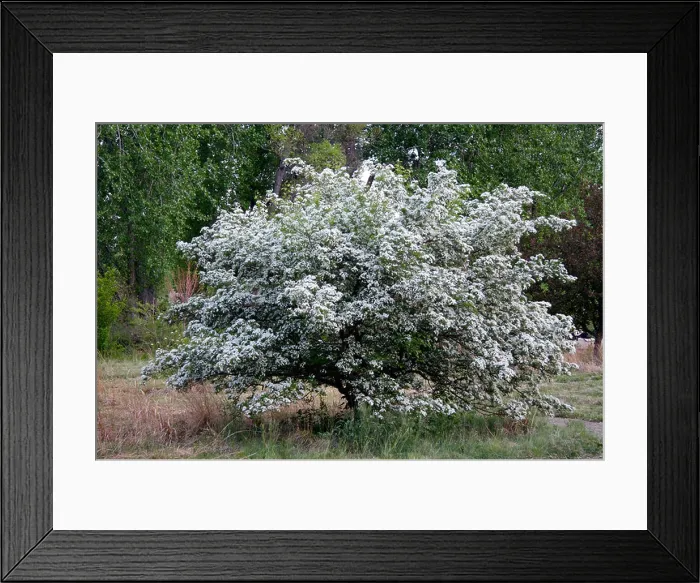 Framed Print : Russian Hawthorn in a meadow Framed Print : Russian Hawthorn in a meadow
