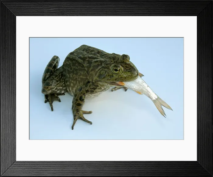 Framed Print : American Bullfrog (Rana catesbeiana), adult swallowing a 13 cm long Whitefish Framed Print : American Bullfrog (Rana catesbeiana), adult swallowing a 13 cm long Whitefish