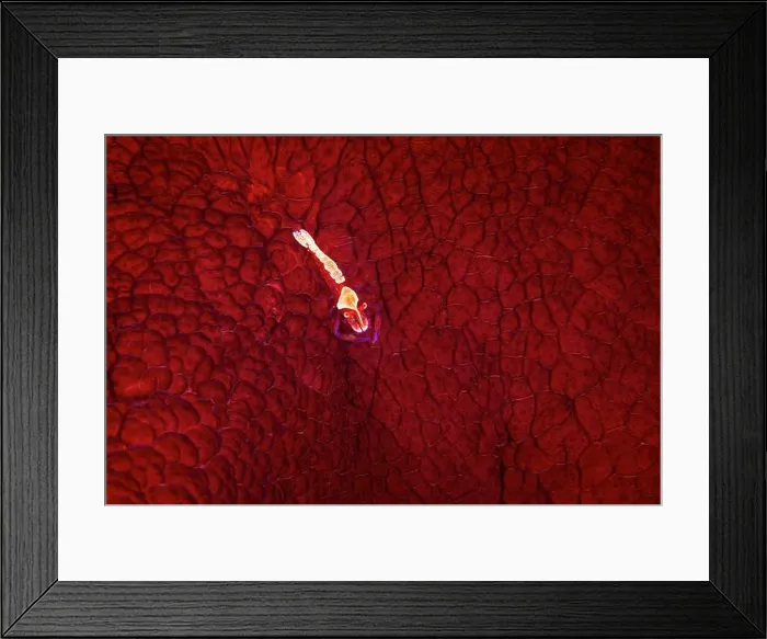 Framed Print : Imperial shrimp (Periclimenes imperator) on Forskal's Pleurobranch (Pleurobranchus forskalii), Raja Ampat, Indonesia Framed Print : Imperial shrimp (Periclimenes imperator) on Forskal's Pleurobranch (Pleurobranchus forskalii), Raja Ampat, Indonesia