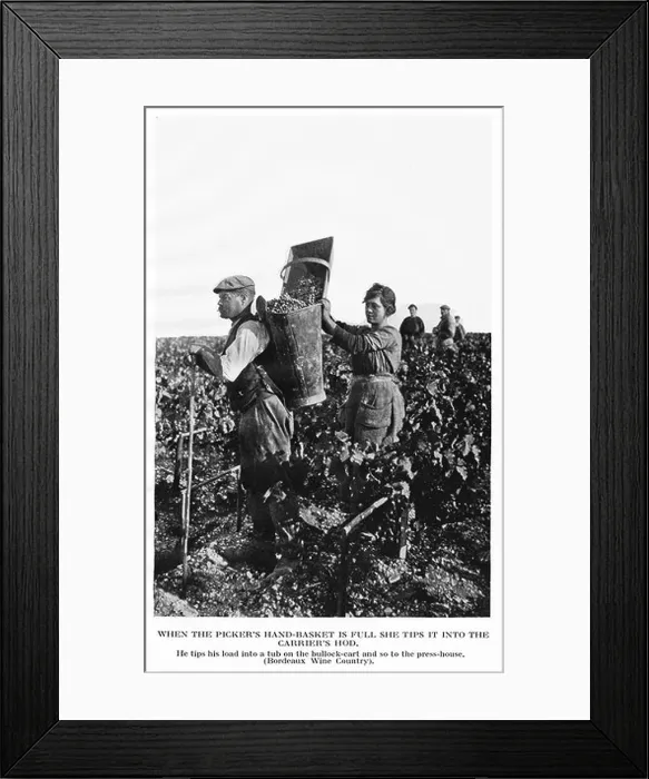 Framed Print : Gathering Grapes Burgundy When the pickers hand basket is full she tips it into the carriers hod Framed Print : Gathering Grapes Burgundy When the pickers hand basket is full she tips it into the carriers hod