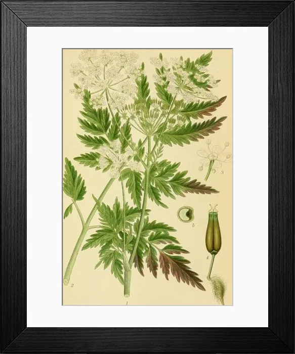 Framed Print : Billeder af nordens flora. SKVALDERKAAL Framed Print : Billeder af nordens flora. SKVALDERKAAL