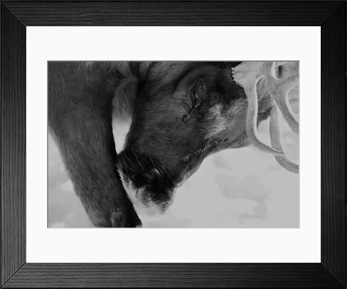 Framed Print : Reindeer Framed Print : Reindeer