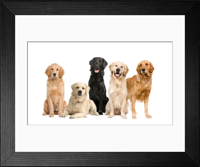 Framed Print : group of 5 golden retriever and labrador facing the camera in front of a white background