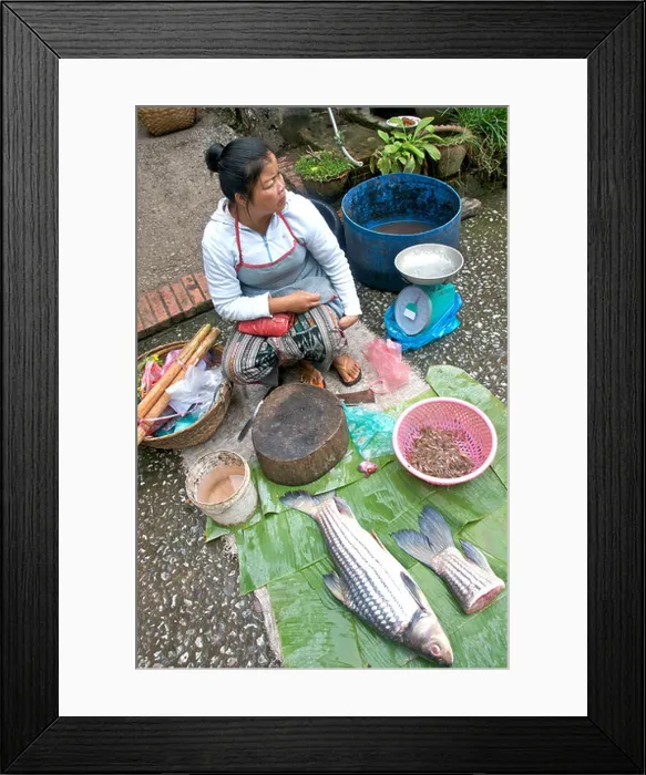 Framed Print : fresh fish of Mekong river on market day, Luang Prabang Laos Asia Framed Print : fresh fish of Mekong river on market day, Luang Prabang Laos Asia