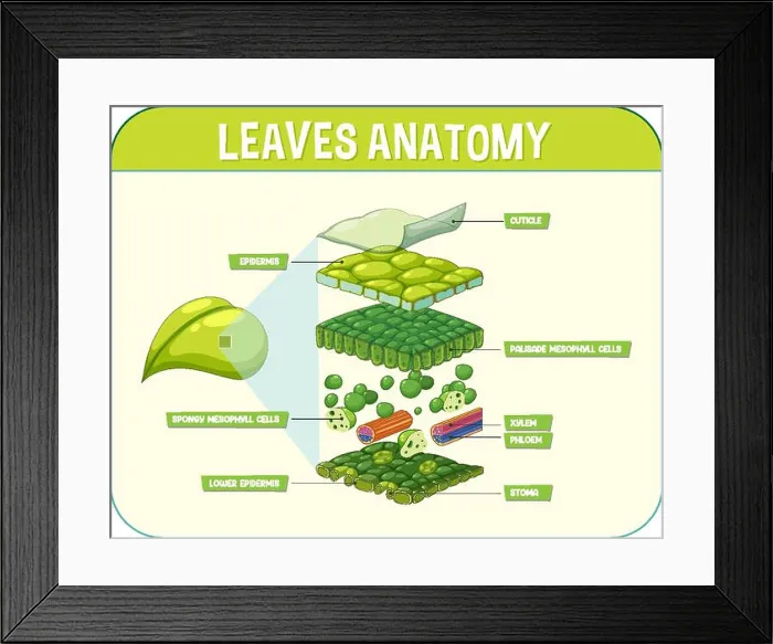 Framed Print : Internal structure of leaf diagram illustration Framed Print : Internal structure of leaf diagram illustration