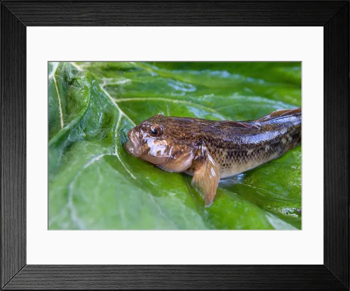 Framed Print : Freshwater bullhead fish or round goby fish known as Neogobius melanostomus Framed Print : Freshwater bullhead fish or round goby fish known as Neogobius melanostomus