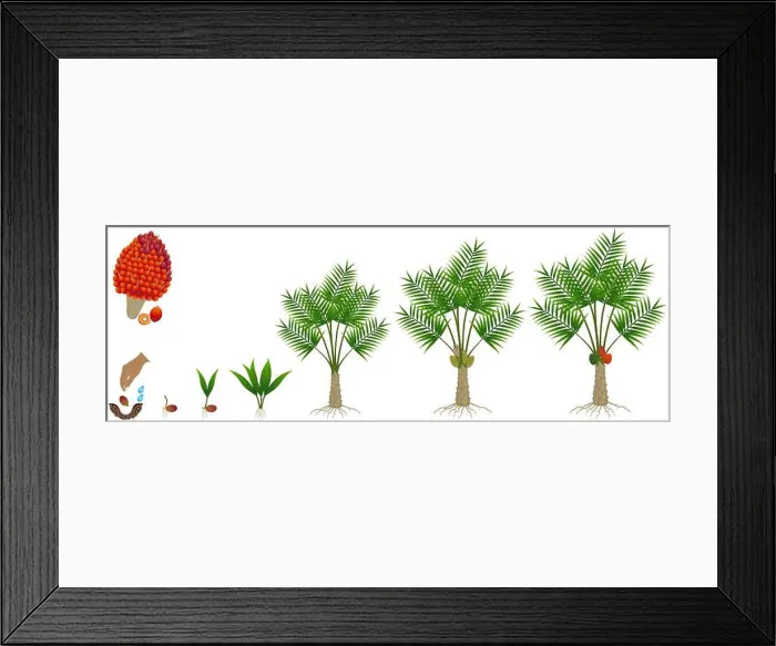 Framed Print : Cycle of growth of a oil palm tree on a white background Framed Print : Cycle of growth of a oil palm tree on a white background