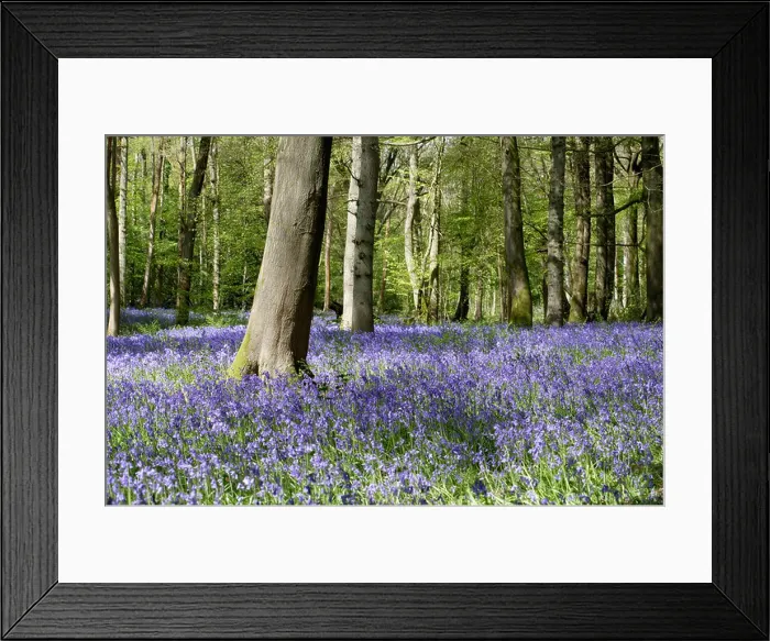 Framed Print : Bluebell woods in Spring at Staffhurst wood Surrey UK Framed Print : Bluebell woods in Spring at Staffhurst wood Surrey UK
