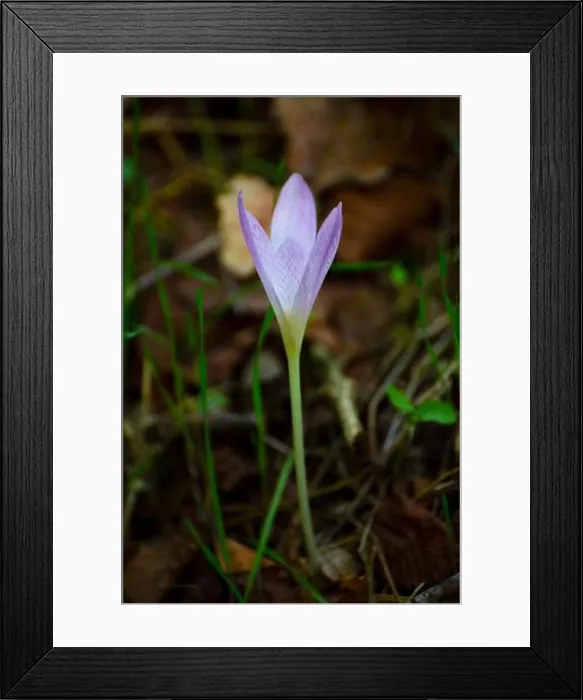 Framed Print : Flowers of the plant Erythronium sibiricum Framed Print : Flowers of the plant Erythronium sibiricum