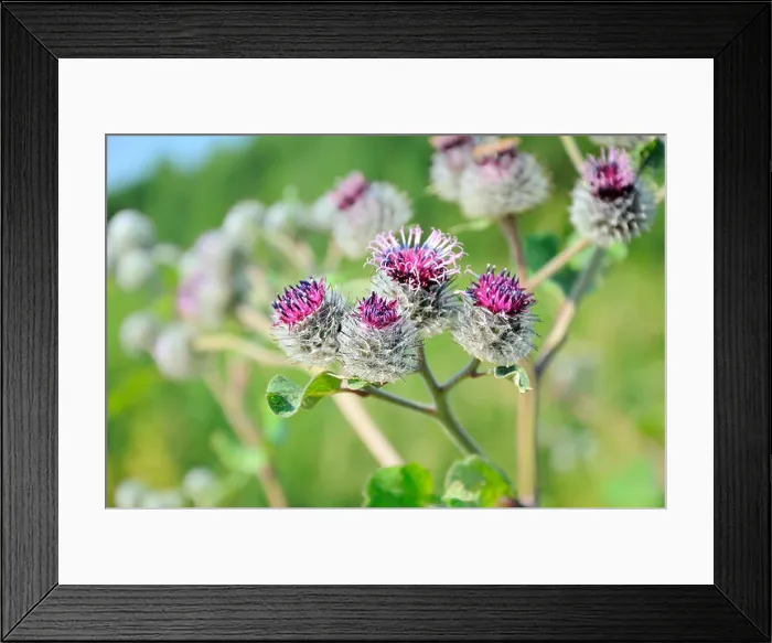Framed Print : Blossoming burdock (Arctium lappa), focus on flower in front Framed Print : Blossoming burdock (Arctium lappa), focus on flower in front