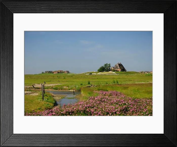 Framed Print : North Sea, Hallig Hooge, Warft, Hallig, Wadden Sea, North Friesland, UNESCO World Heritage, Germany