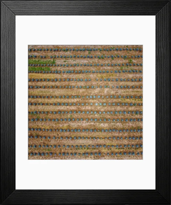 Framed Print : A bird's eye view of an agave field Framed Print : A bird's eye view of an agave field