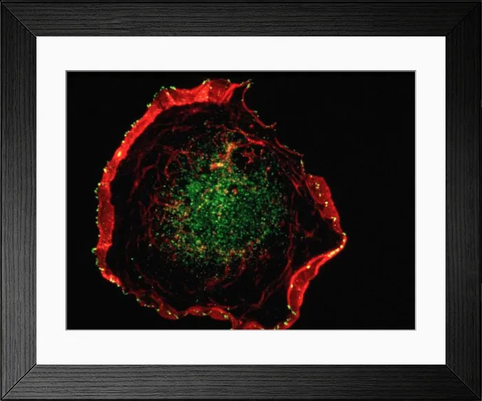 Framed Print : Lamellipodia & membrane ruffles Framed Print : Lamellipodia & membrane ruffles