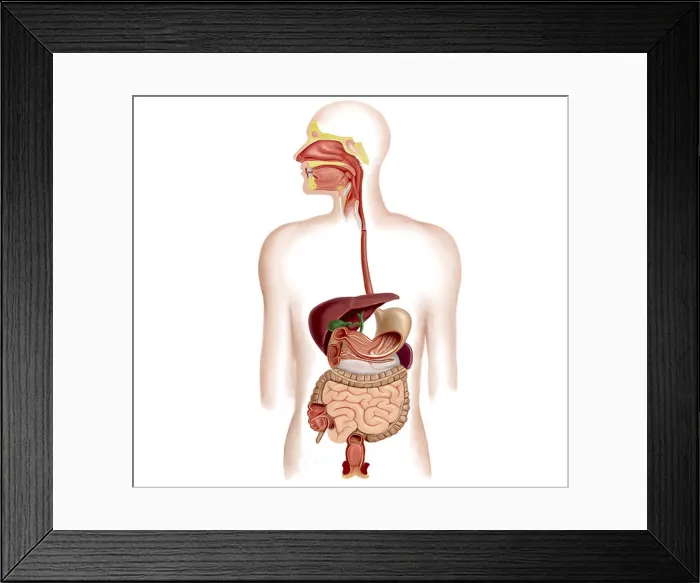 Framed Print : Anatomy of human digestive system Framed Print : Anatomy of human digestive system