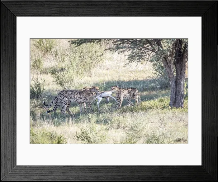 Framed Print : Cheetahs with a baby Springbok kill in the Kgalagadi Transfrontier Park, South Africa, Africa Framed Print : Cheetahs with a baby Springbok kill in the Kgalagadi Transfrontier Park, South Africa, Africa