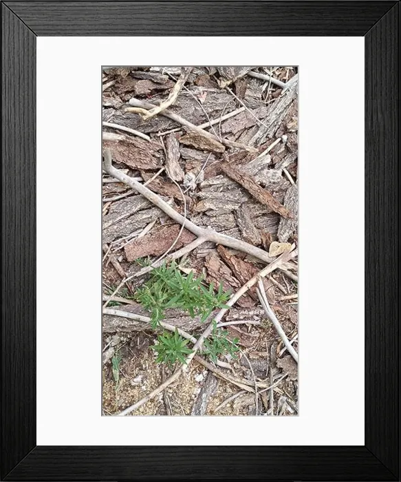 Framed Print : Grunge dark wooden texture background. High quality photo Framed Print : Grunge dark wooden texture background. High quality photo