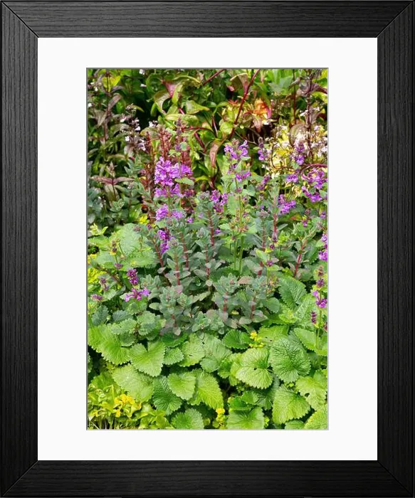 Framed Print : Agastache rugosa Korean Zest with Sedum telephium Matrona Framed Print : Agastache rugosa Korean Zest with Sedum telephium Matrona