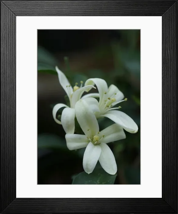Framed Print : Murrya paniculata (Chinese Box) Framed Print : Murrya paniculata (Chinese Box)