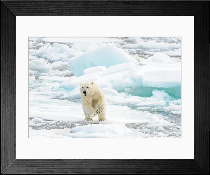 Framed Print : Polar bear cub jumping from one piece of sea ice to another Framed Print : Polar bear cub jumping from one piece of sea ice to another