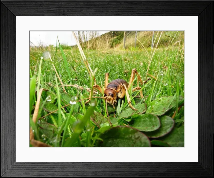 Framed Print : Stephens Island weta or Cook Strait giant weta on Maud Island predator-free sanctuary Framed Print : Stephens Island weta or Cook Strait giant weta on Maud Island predator-free sanctuary