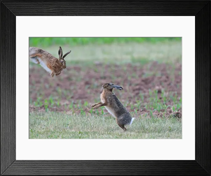 Framed Print : Hare Rabbit Lepus europaeus Pallas brown hare bunny hares rabbits May rodent nature wild animal game animal animals