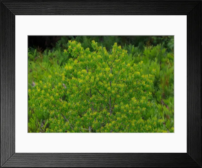 Framed Print : Full bloom Gewa (Excoecaria agallocha) trees in Sundarbans Framed Print : Full bloom Gewa (Excoecaria agallocha) trees in Sundarbans