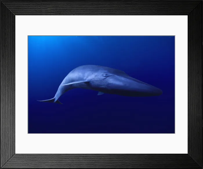 Framed Print : BLUE WHALE Balaenoptera musculus Framed Print : BLUE WHALE Balaenoptera musculus