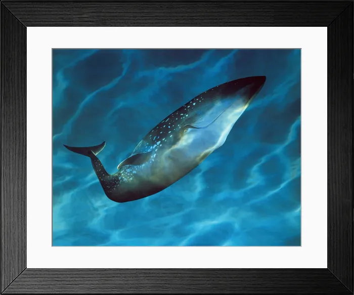 Framed Print : Side profile of a Blue Whale underwater (Balsenoptera musculus) Framed Print : Side profile of a Blue Whale underwater (Balsenoptera musculus)