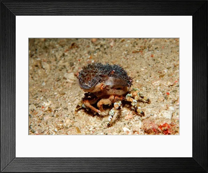 Framed Print : Tubercle spider crab (Cyclocoeloma tuberculata), Komodo National Park, Indonesia Framed Print : Tubercle spider crab (Cyclocoeloma tuberculata), Komodo National Park, Indonesia
