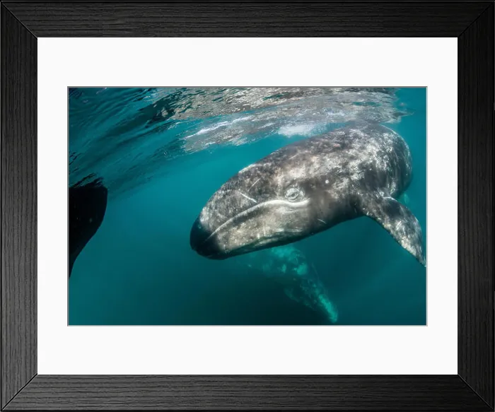 Framed Print : California gray whale (Eschrichtius robustus) mother and calf underwater in San Ignacio Lagoon Framed Print : California gray whale (Eschrichtius robustus) mother and calf underwater in San Ignacio Lagoon