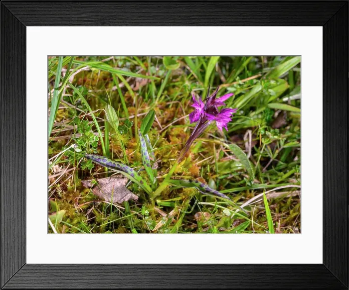 Framed Print : Broad-leaved marsh orchid (Dactylorhiza majalis lapponica) from Sølende Nature Reserve (Røros) Framed Print : Broad-leaved marsh orchid (Dactylorhiza majalis lapponica) from Sølende Nature Reserve (Røros)